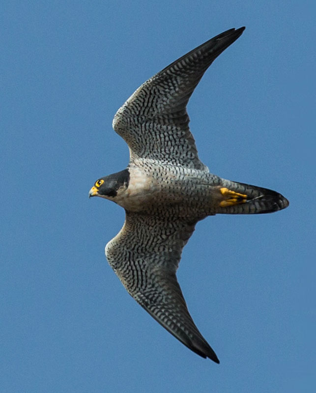 PEREGRIN FALCON