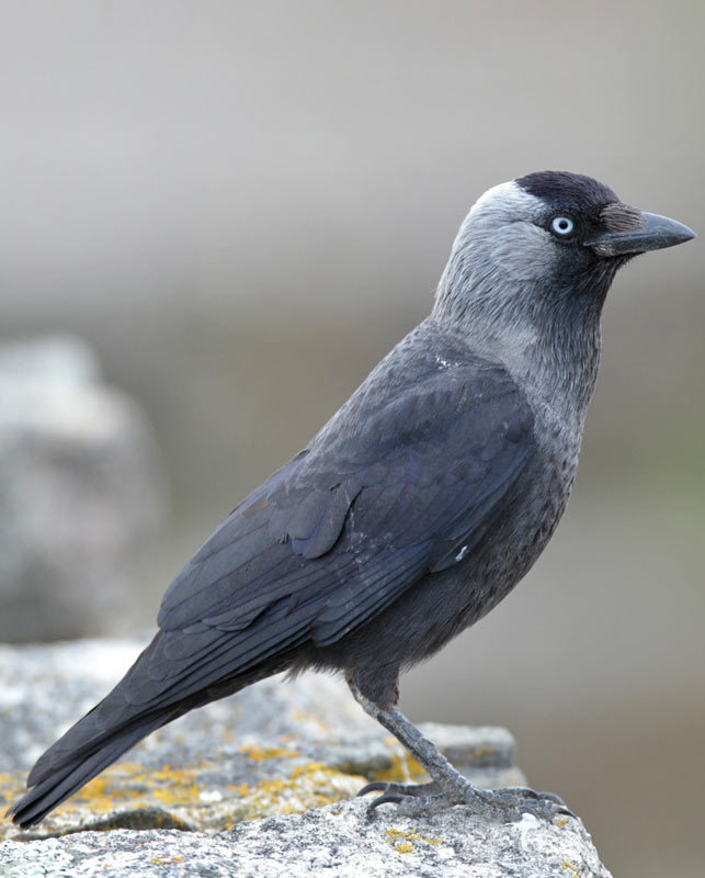 JACKDAW