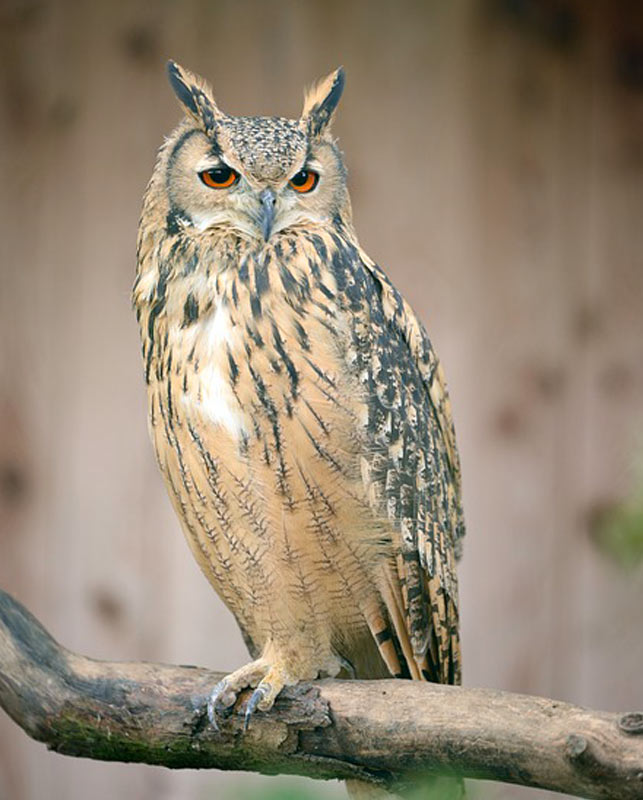 EAGLE OWL