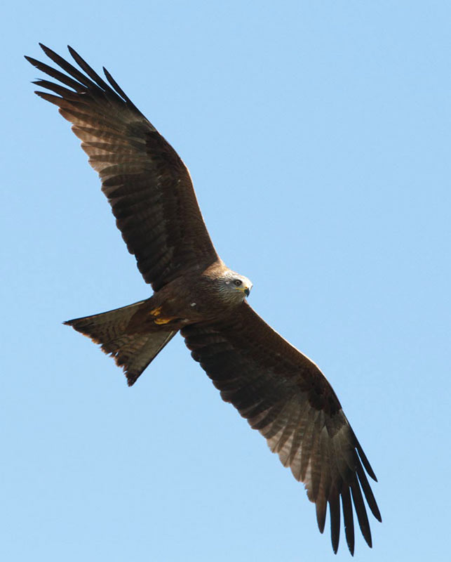 BLACK KITE